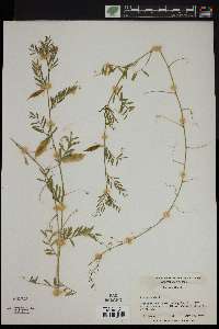 Vicia lutea image