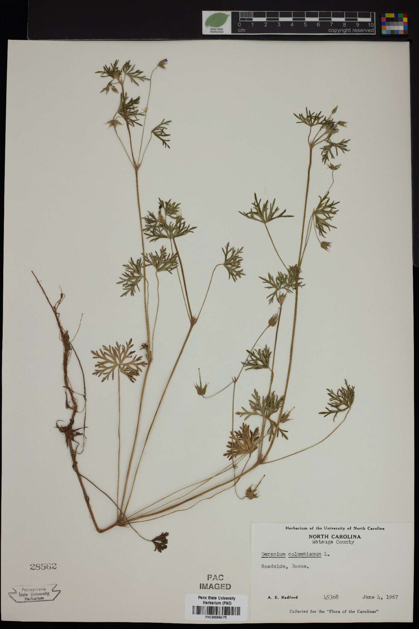 Geranium diffusum image