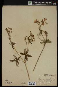 Geranium viscosissimum image