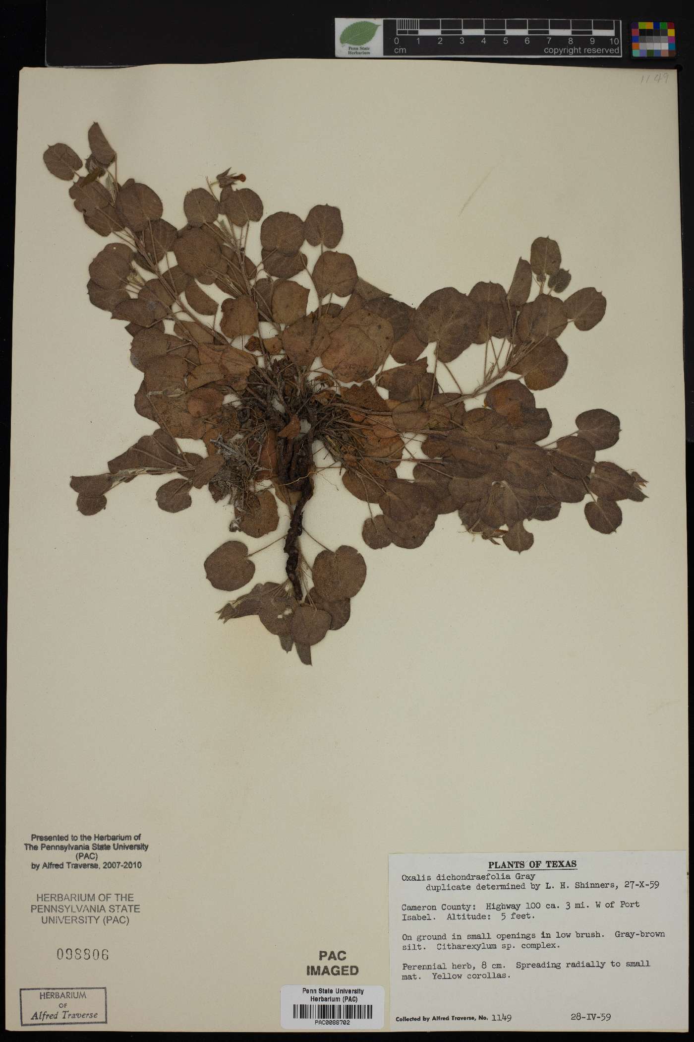 Oxalis dichondraefolia image