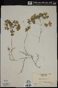 Oxalis suksdorfii image