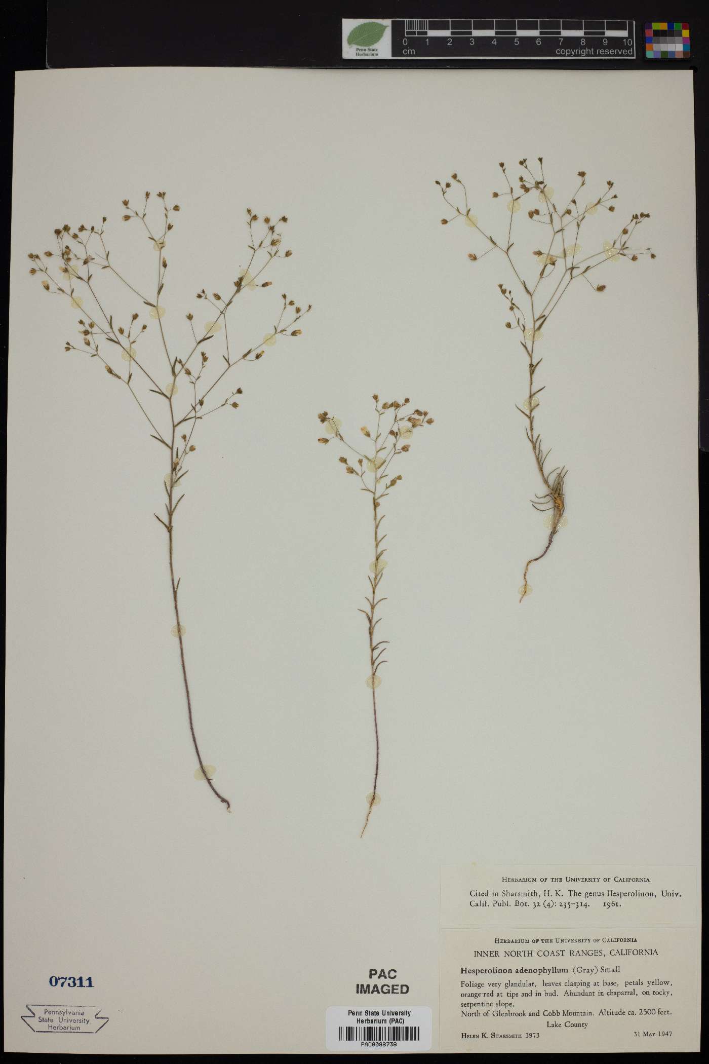 Hesperolinon adenophyllum image