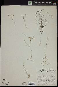 Hesperolinon bicarpellatum image