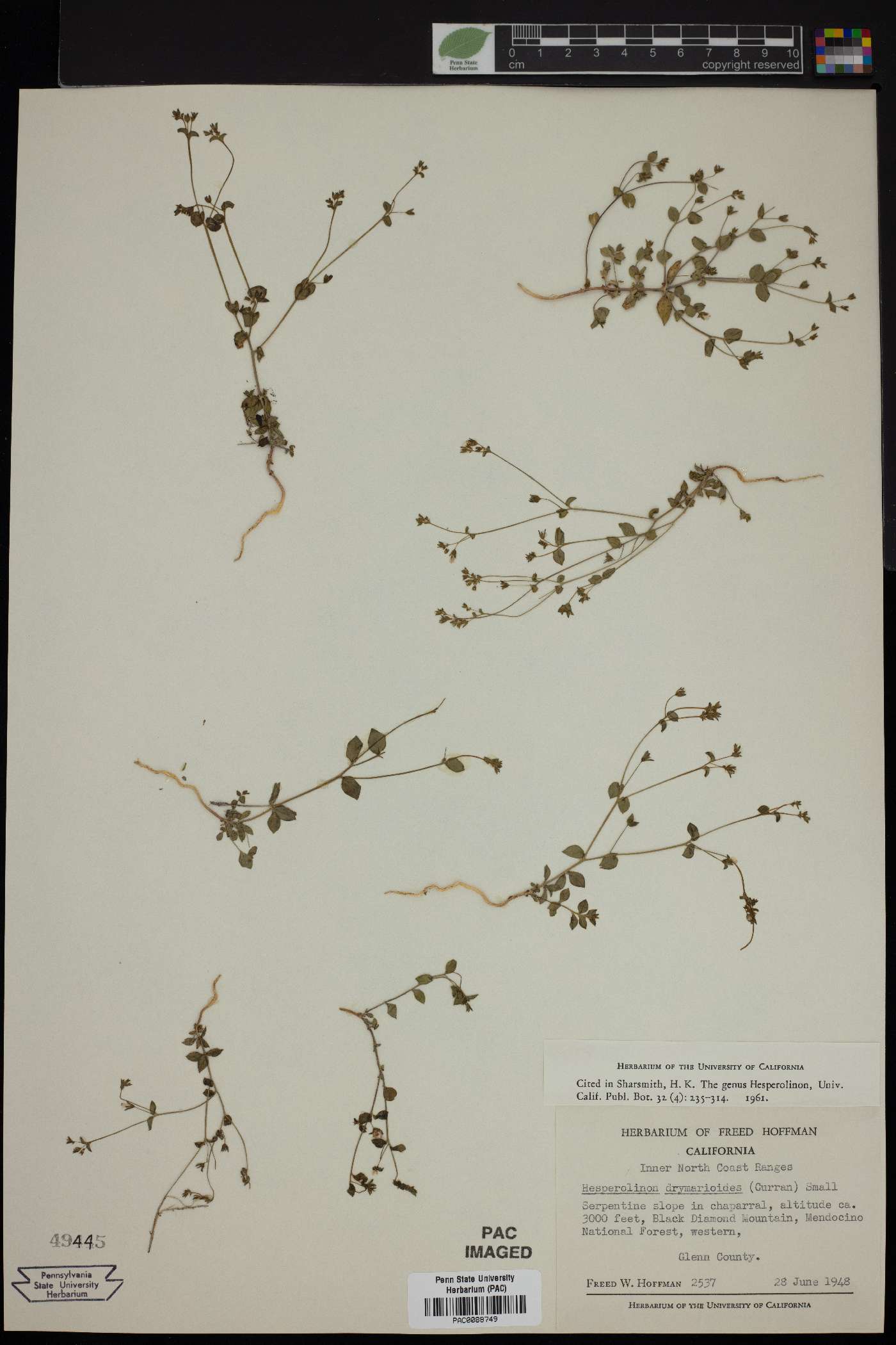 Hesperolinon drymarioides image