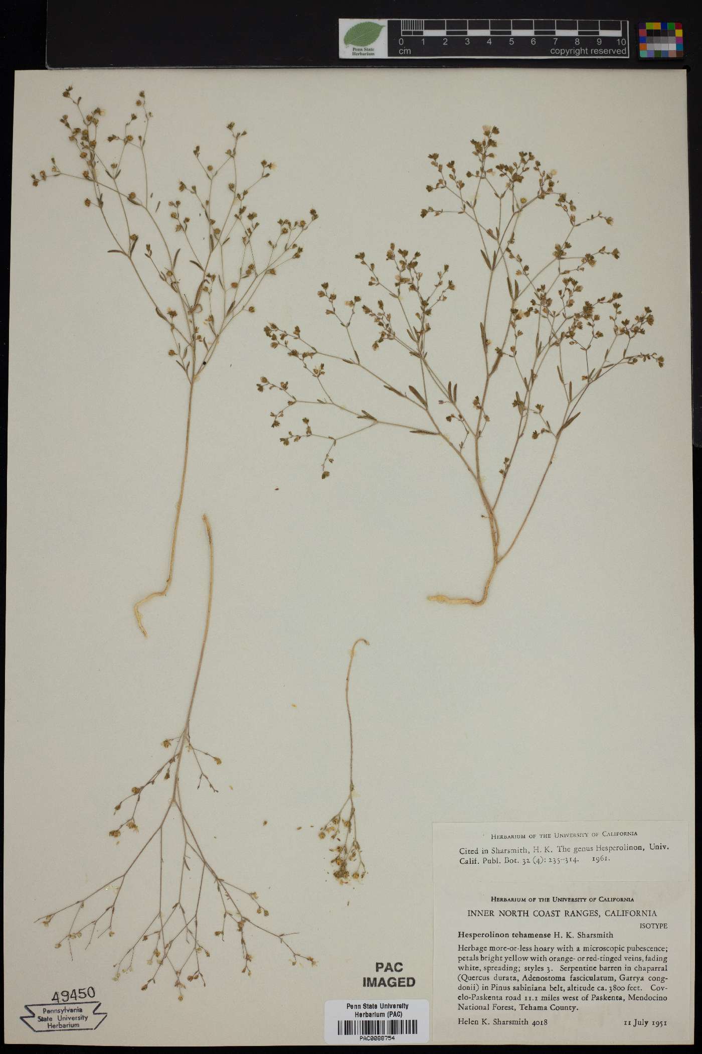 Hesperolinon tehamense image