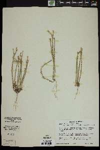 Linum imbricatum image