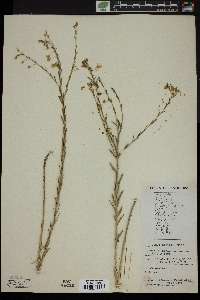 Linum lewisii image