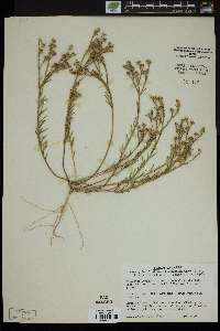 Linum rigidum image