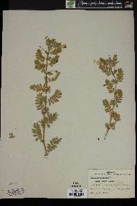 Tribulus cistoides image