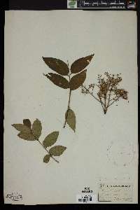 Zanthoxylum clava-herculis image