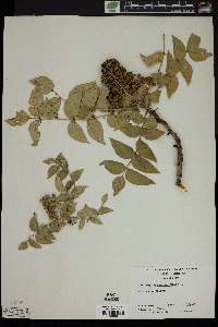 Zanthoxylum clava-herculis image