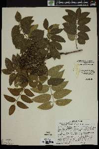 Zanthoxylum clava-herculis image