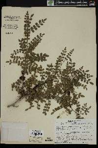 Zanthoxylum fagara image