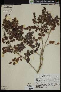 Zanthoxylum fagara image