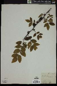 Zanthoxylum americanum image