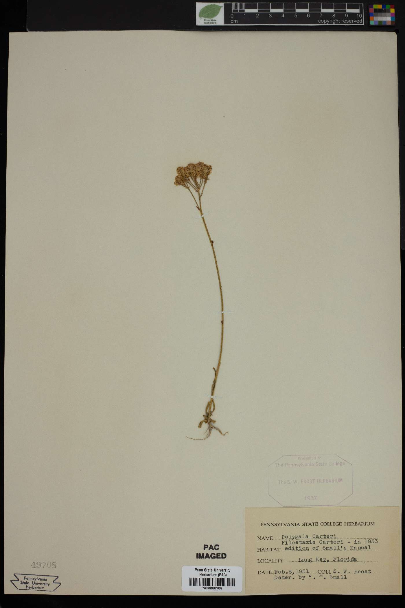 Polygala carteri image