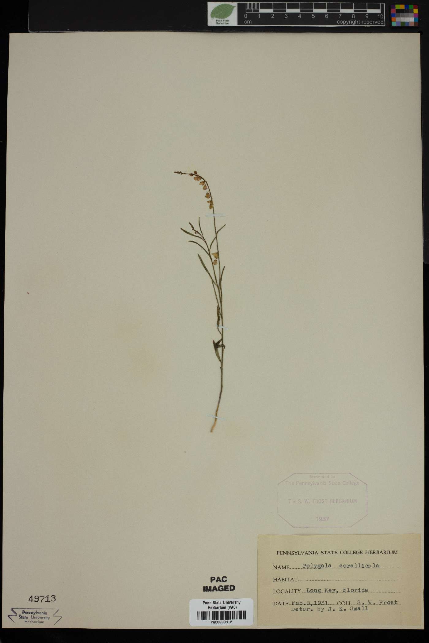 Polygala corallicola image