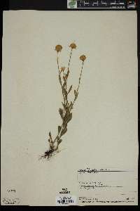 Polygala lutea image