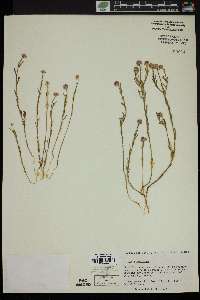 Polygala sanguinea image