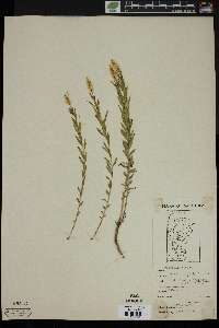 Polygala senega image