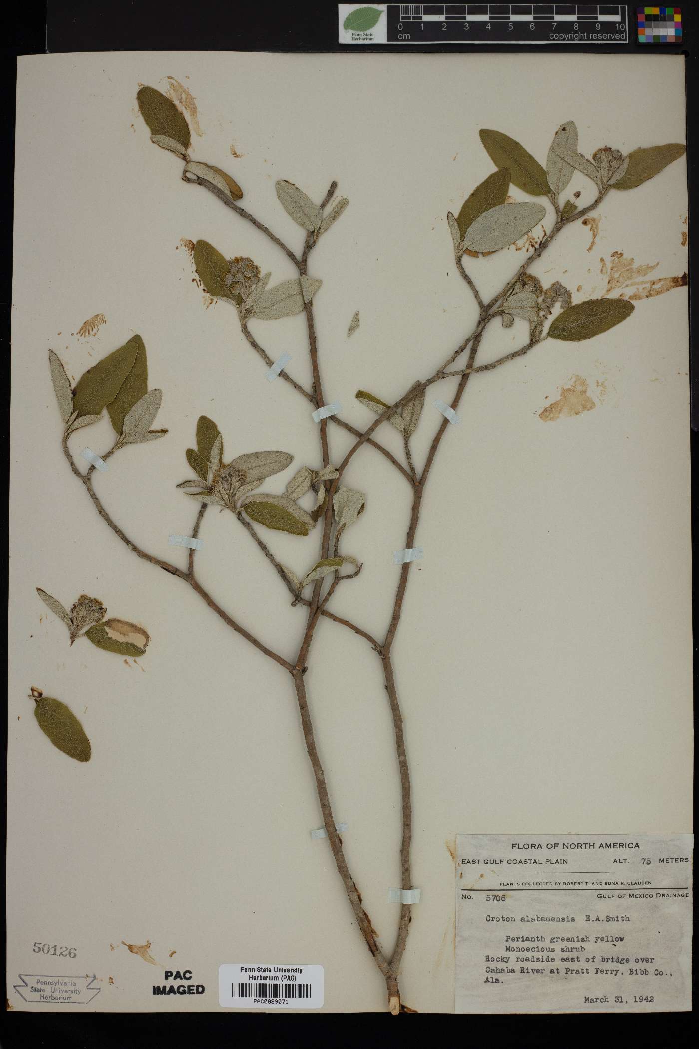 Croton alabamensis image