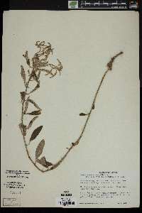 Croton argyranthemus image