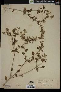Croton betulinus image