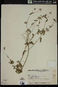 Croton glandulosus var. angustifolius image