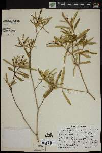 Croton linearis image