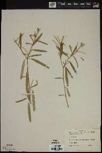 Croton linearis image