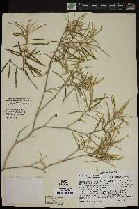 Croton linearis image