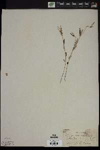 Croton linearis image