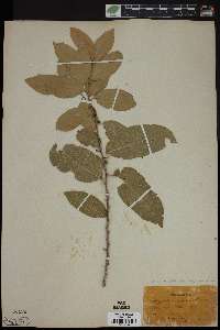 Drypetes lateriflora image