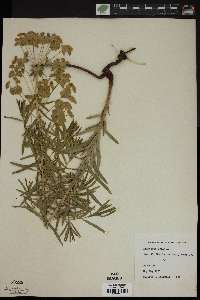 Euphorbia esula image