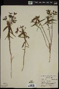 Euphorbia floribunda image