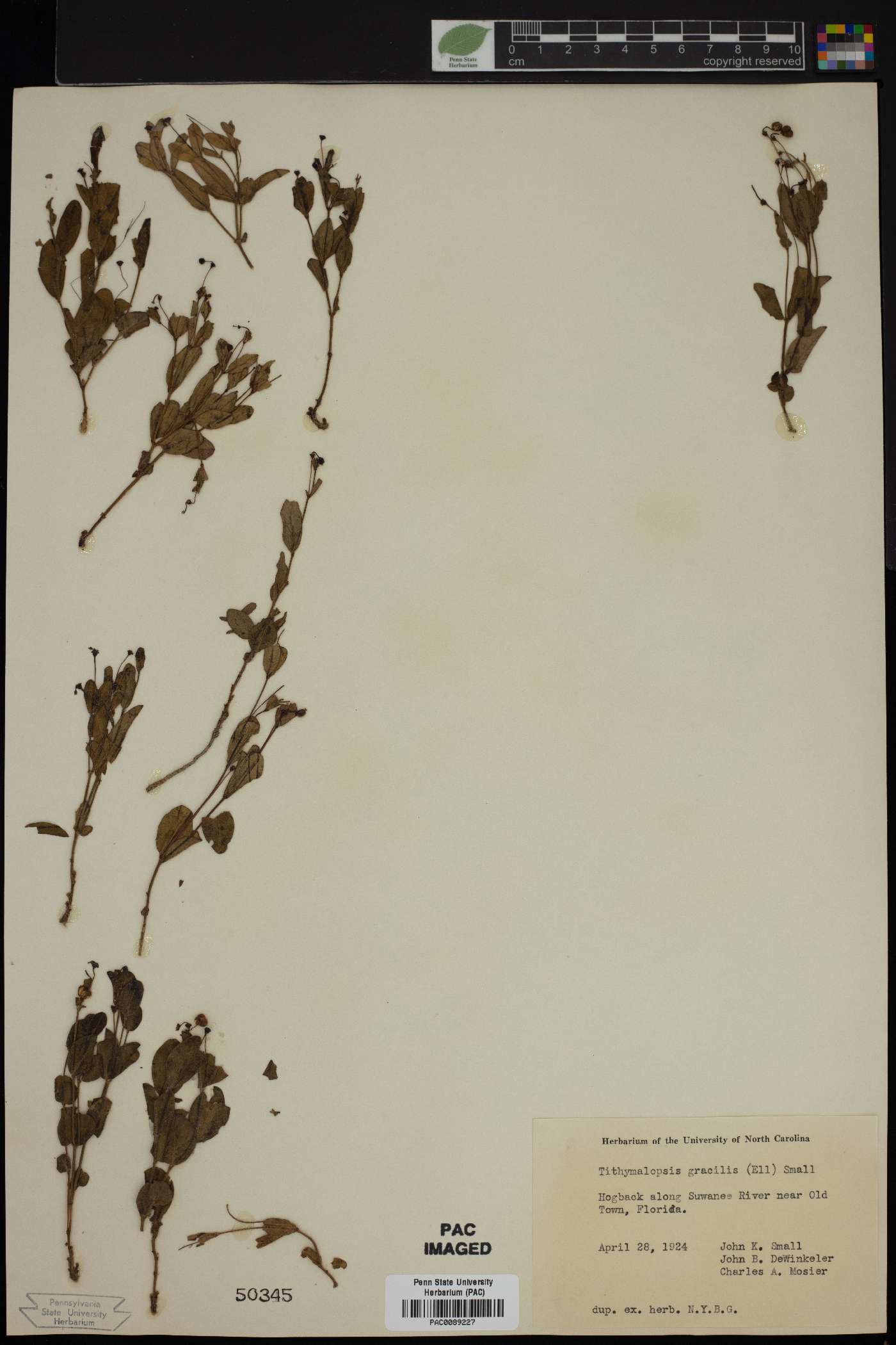 Tithymalopsis gracilis image