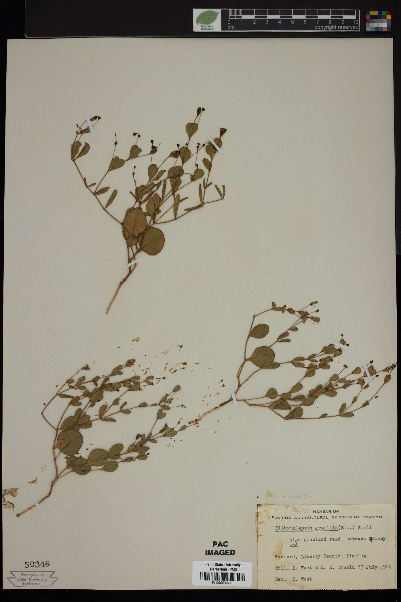 Euphorbia gracilis image
