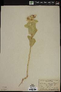 Euphorbia marginata image