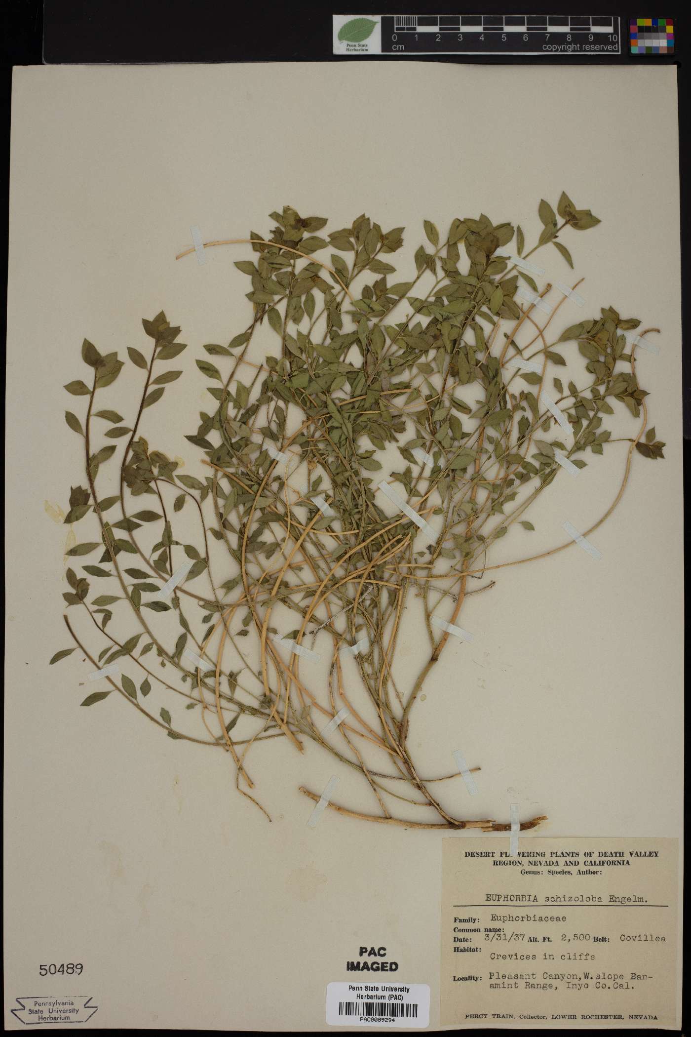 Euphorbia schizoloba image