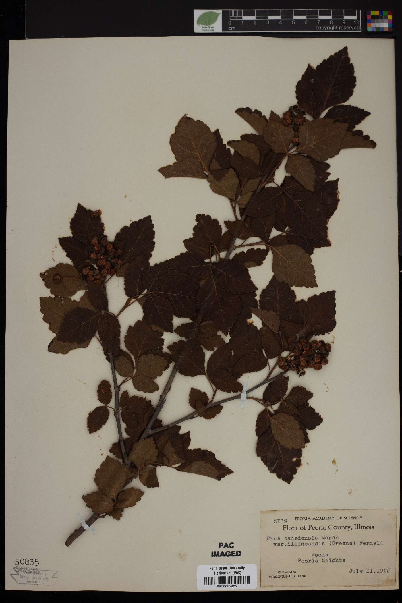 Rhus canadensis image