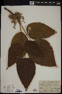 Toxicodendron pubescens image