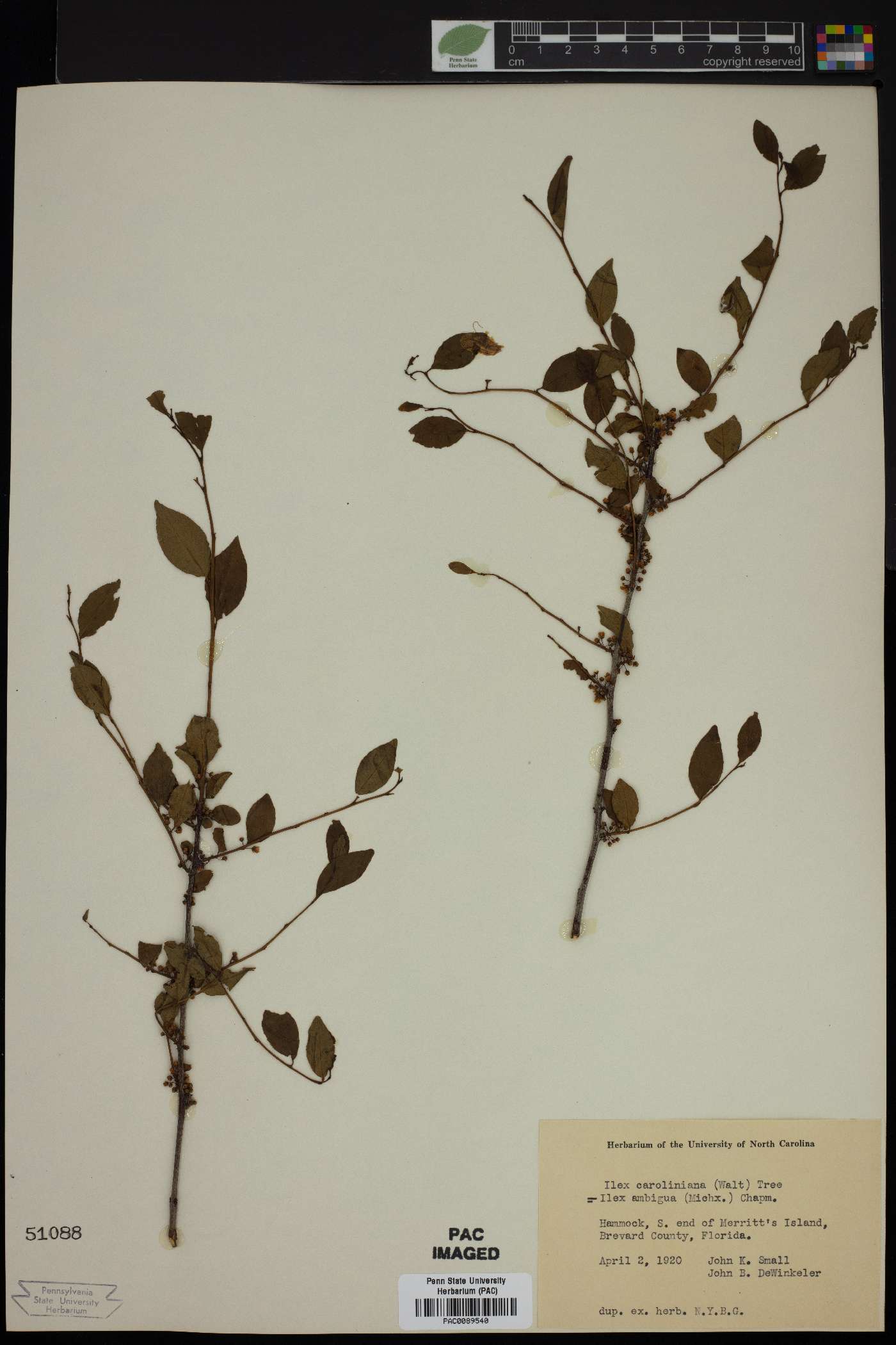 Ilex caroliniana image