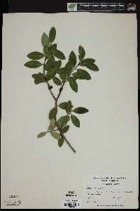 Ilex vomitoria image