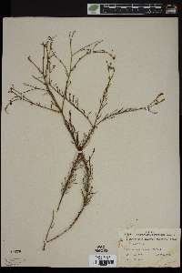 Tithymalopsis polyphylla image