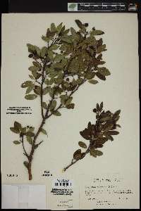 Ilex mucronata image