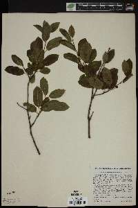 Ilex mucronata image