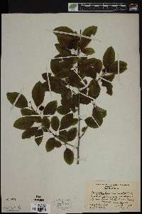 Ilex mucronata image