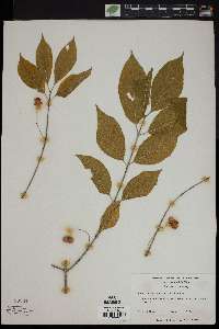 Euonymus atropurpureus image