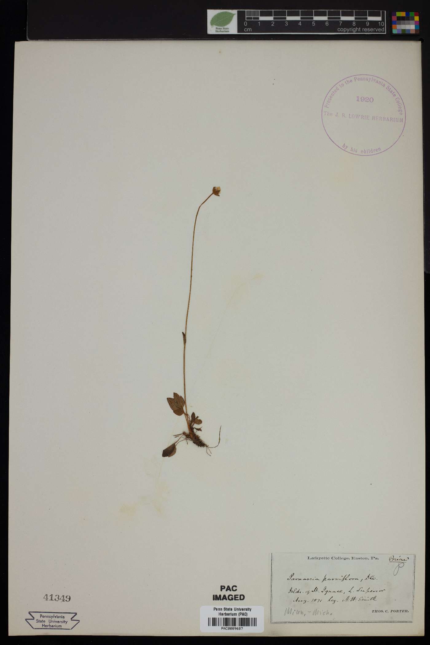 Parnassia palustris var. parviflora image