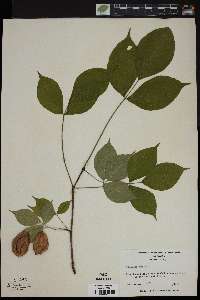 Staphylea trifolia image